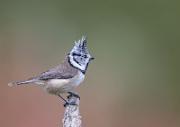 Haubenmeise - European Crested Tit  (Lophophanes cristatus)